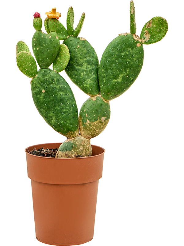 Planta naturala de interior Branched D25xH30cm Opuntia inamoena PS15/13cm in pamant