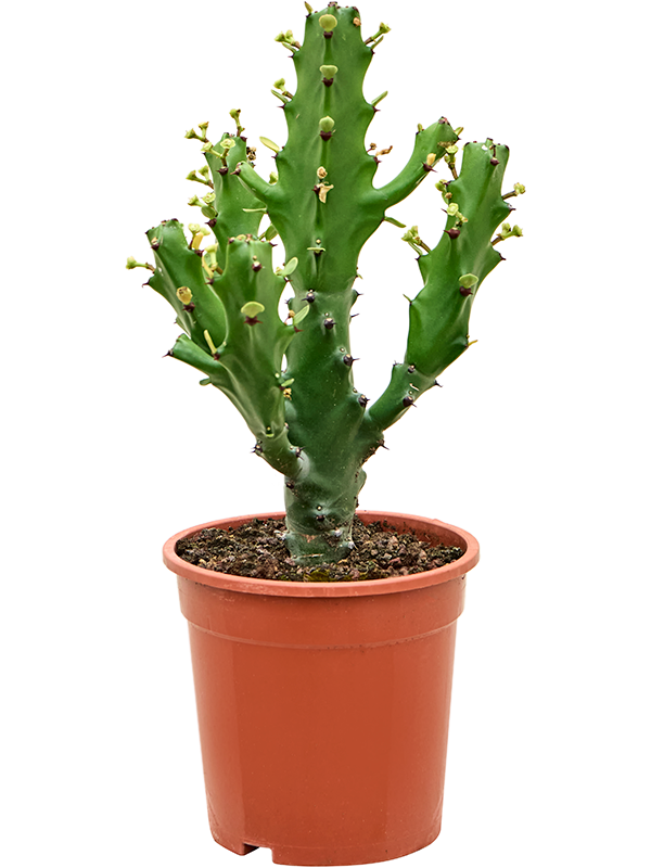 Planta naturala de interior Branched D25xH55cm Euphorbia mayuranathanii (50-60cm) PS20/21cm in pamant