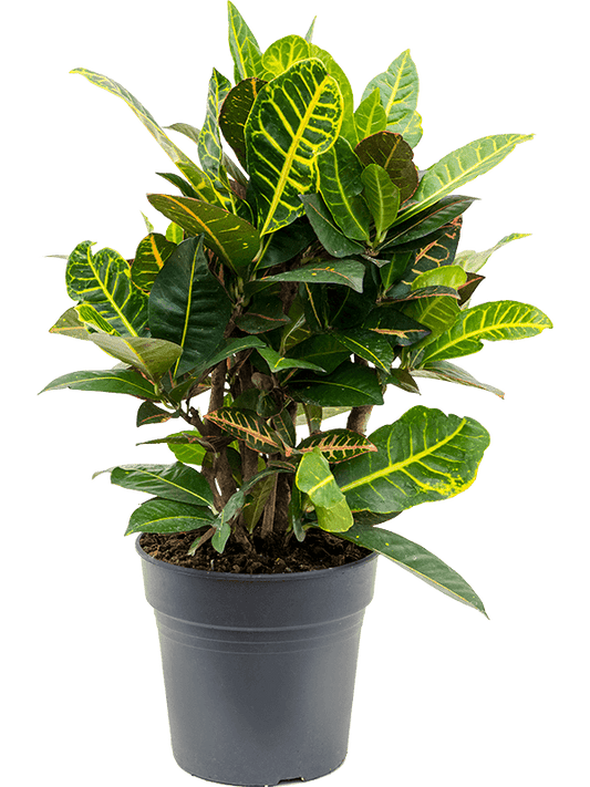 Planta naturala de interior Branched D25xH60cm Croton (Codiaeum) variegatum 'Petra' PS21/20cm in pamant