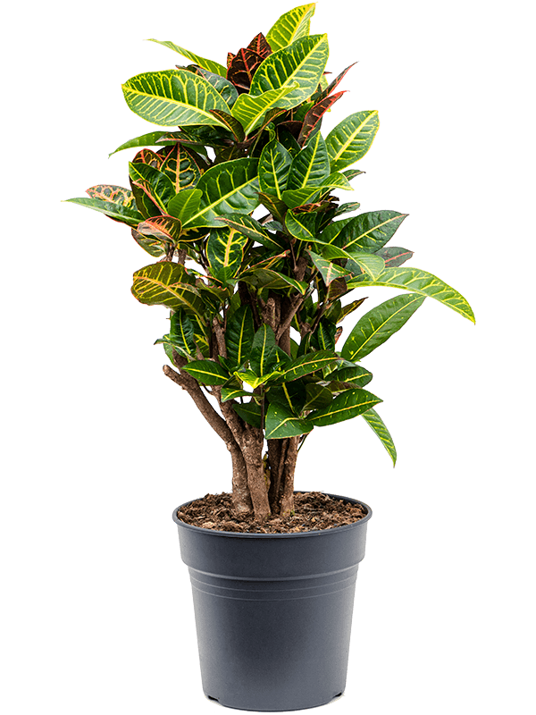 Planta naturala de interior Branched D25xH80cm Croton (Codiaeum) variegatum 'Petra' PS24/23cm in pamant