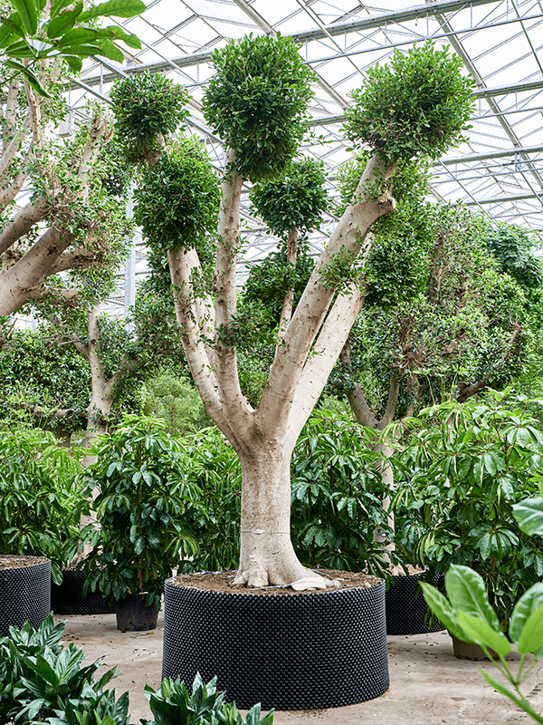 Planta naturala de interior Branched D300xH480cm Ficus microcarpa 'Nitida' PS180/80cm in pamant