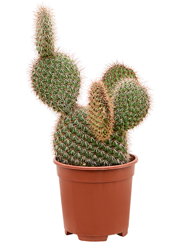 Planta naturala de interior Branched D30xH40cm Opuntia pycnantha PS17/16cm in pamant