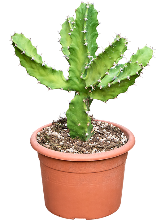 Planta naturala de interior Branched D30xH55cm Euphorbia tortilis (50-60cm) PS20/18cm in pamant