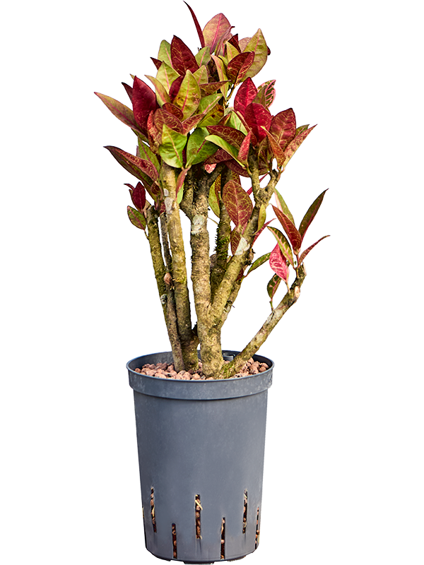 Planta naturala de interior Branched D30xH60cm Croton (Codiaeum) variegatum 'Petra' P15/19cm in hidrogranule