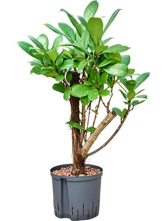 Planta naturala de interior Branched D30xH60cm Ficus cyathistipula P22/19cm in hidrogranule