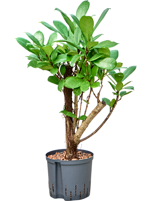 Planta naturala de interior Branched D30xH60cm Ficus cyathistipula P22/19cm in hidrogranule