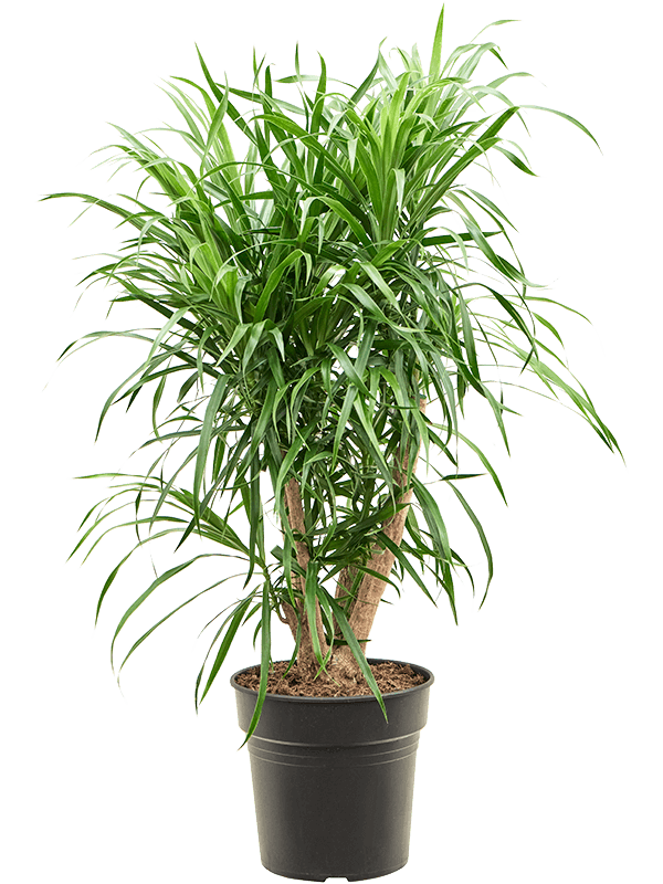 Planta naturala de interior Branched D30xH70cm Pleomele (Dracaena) 'Anita Variegata' PS21/20cm in pamant