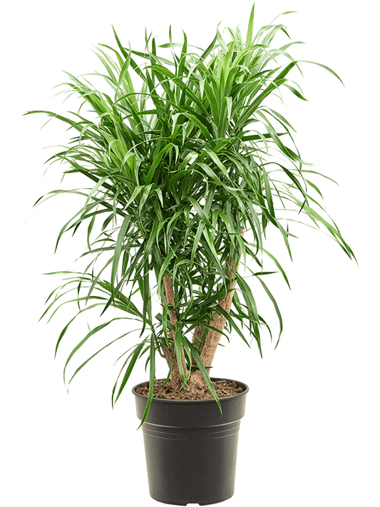 Planta naturala de interior Branched D30xH70cm Pleomele (Dracaena) 'Anita Variegata' PS21/20cm in pamant