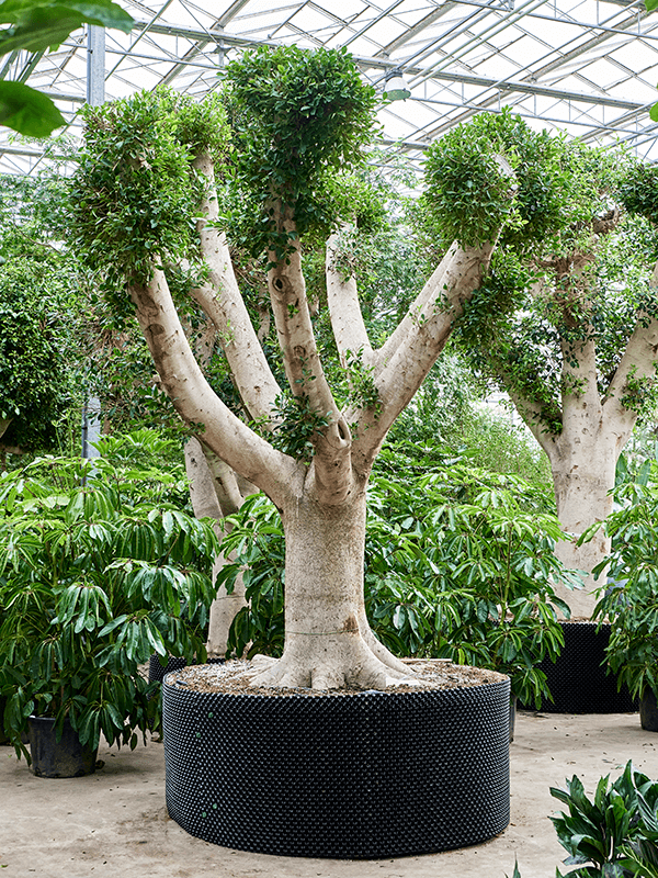 Planta naturala de interior Branched D350xH450cm Ficus microcarpa 'Nitida' PS200/83cm in pamant