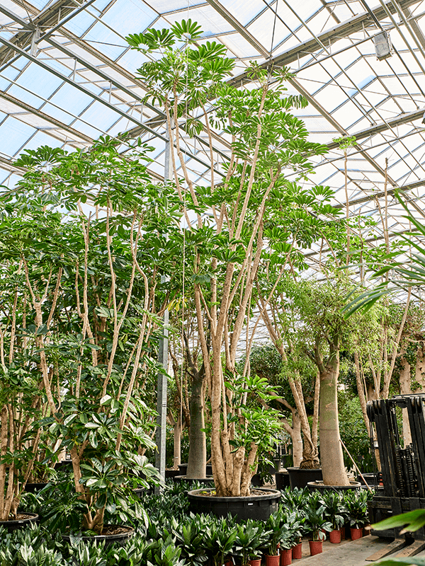 Planta naturala de interior Branched D350xH900cm Schefflera actinophylla 'Amate' (800-850) PS140/90cm in pamant