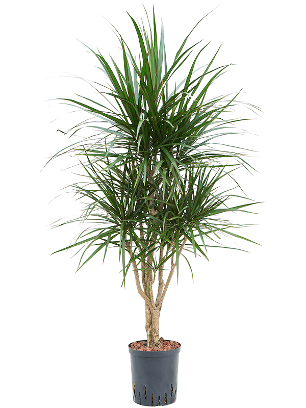 Planta naturala de interior Branched D35xH100cm Dracaena marginata P18/19cm in hidrogranule