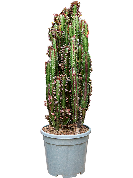 Planta naturala de interior Branched D35xH100cm Euphorbia trigona 'Rubra' PS30/26cm in pamant