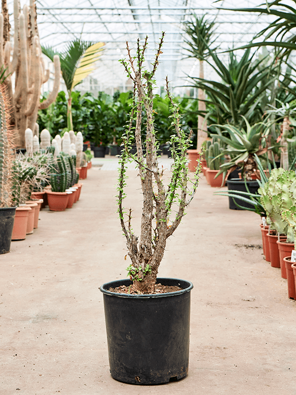 Planta naturala de interior Branched D35xH110cm Fouquieria splendens PS32/30cm in pamant