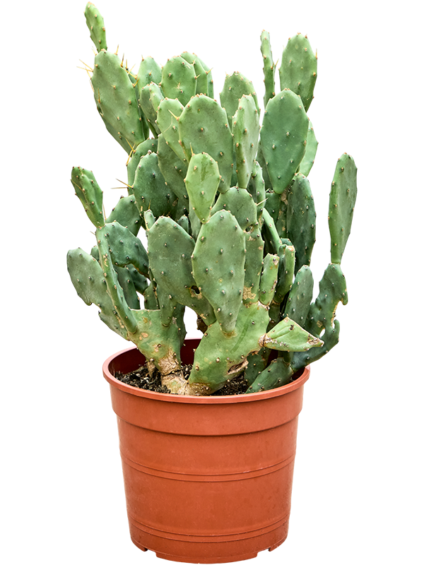 Planta naturala de interior Branched D35xH55cm Opuntia seminermis PS24/21cm in pamant