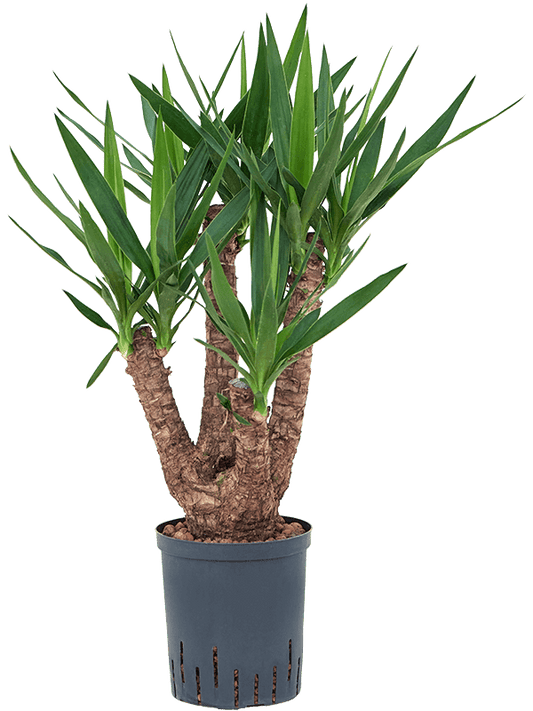 Planta naturala de interior Branched D35xH70cm Yucca elephantipes P18/19cm in hidrogranule