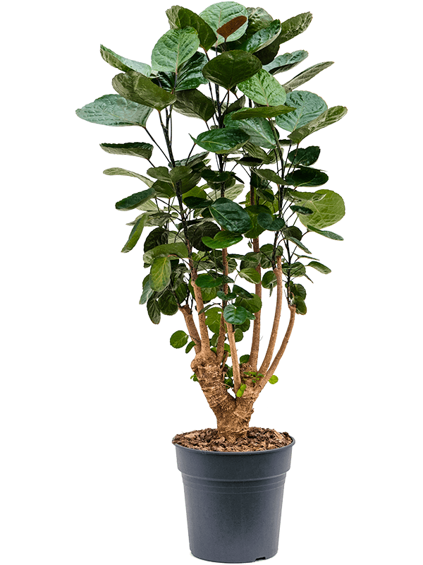 Planta naturala de interior Branched D35xH80cm Aralia (Polyscias) 'Fabian' PS24/23cm in pamant