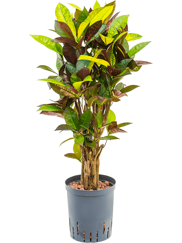 Planta naturala de interior Branched D35xH80cm Croton (Codiaeum) variegatum 'Mrs. Iceton' P18/19cm in hidrogranule