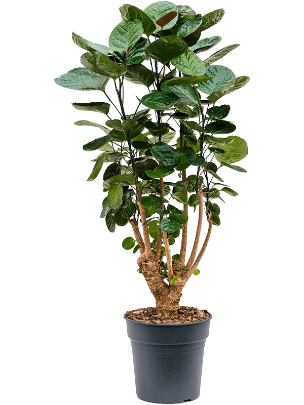 Planta naturala de interior Branched D35xH90cm Aralia (Polyscias) 'Fabian' PS24/23cm in pamant