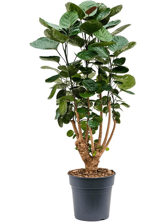 Planta naturala de interior Branched D35xH90cm Aralia (Polyscias) 'Fabian' PS24/23cm in pamant