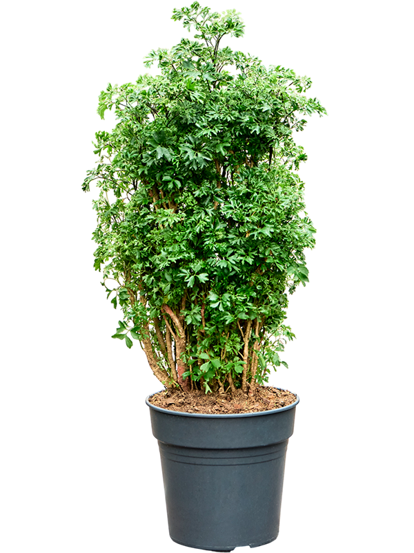 Planta naturala de interior Branched D35xH90cm Aralia (Polyscias) 'Roble' PS24/23cm in pamant