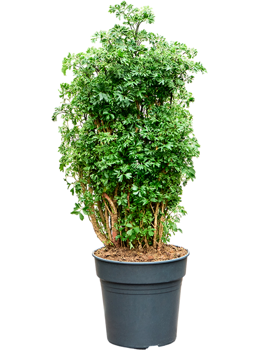 Planta naturala de interior Branched D35xH90cm Aralia (Polyscias) 'Roble' PS24/23cm in pamant