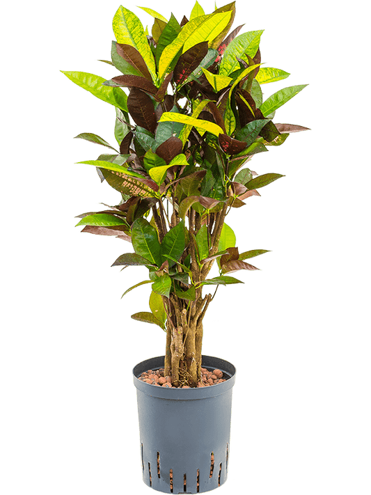 Planta naturala de interior Branched D35xH90cm Croton (Codiaeum) variegatum 'Mrs. Iceton' P18/19cm in hidrogranule