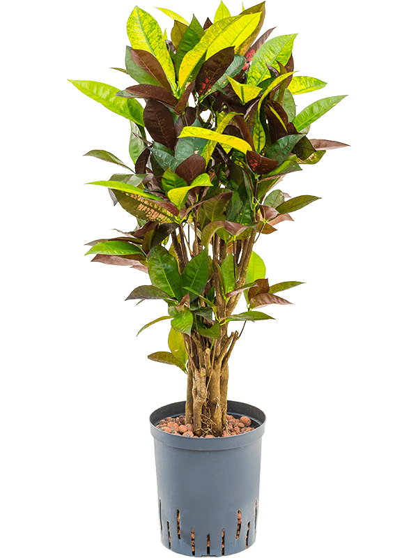Planta naturala de interior Branched D35xH90cm Croton (Codiaeum) variegatum 'Mrs. Iceton' P18/19cm in hidrogranule