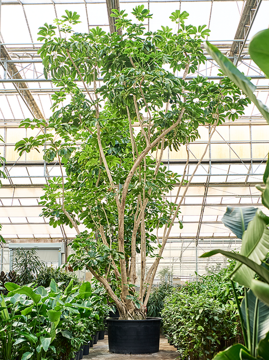 Planta naturala de interior Branched D375xH750cm Schefflera actinophylla 'Amate' PS120/68cm in pamant