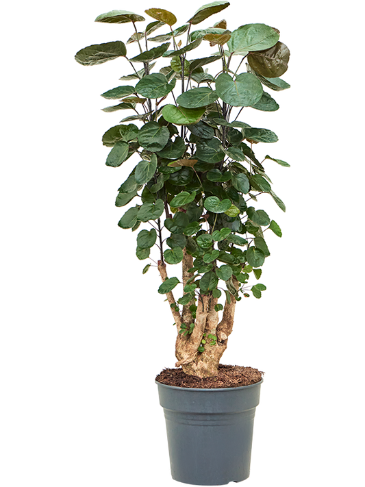 Planta naturala de interior Branched D40xH100cm Aralia (Polyscias) 'Fabian' PS27/25cm in pamant