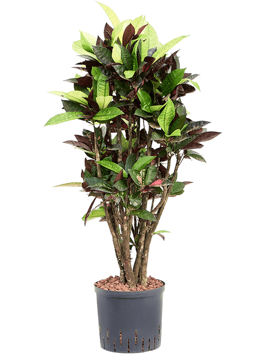 Planta naturala de interior Branched D40xH100cm Croton (Codiaeum) variegatum 'Mrs. Iceton' P22/19cm in hidrogranule