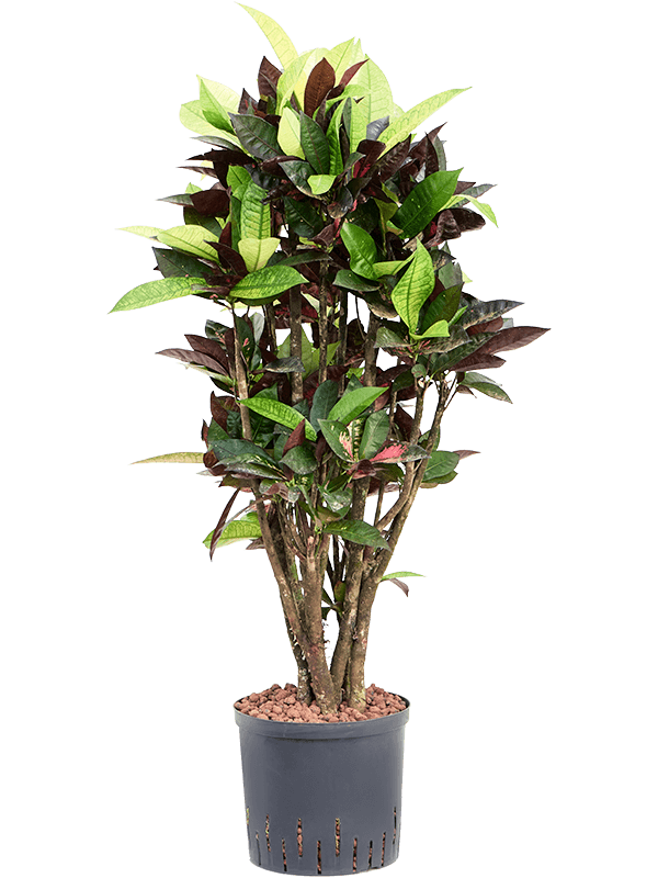 Planta naturala de interior Branched D40xH110cm Croton (Codiaeum) variegatum 'Mrs. Iceton' P22/19cm in hidrogranule