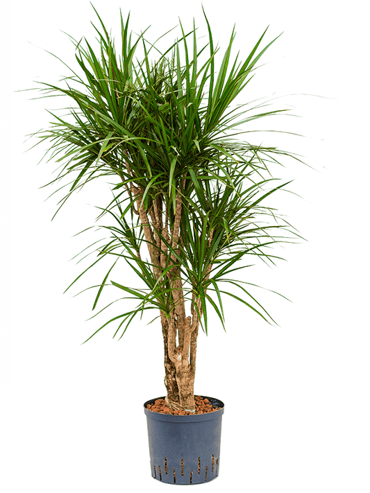 Planta naturala de interior Branched D40xH100cm Dracaena marginata P22/19cm in hidrogranule