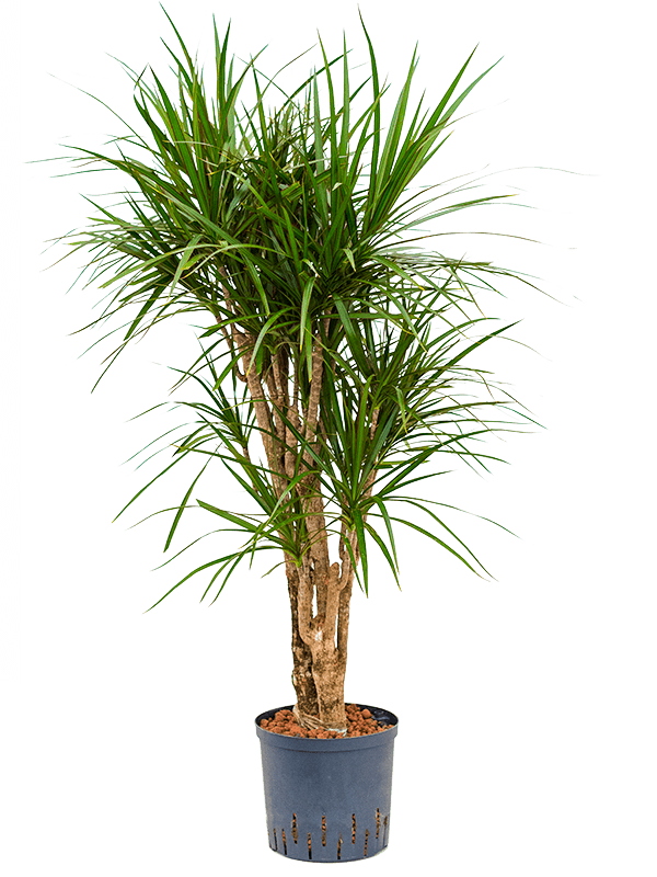 Planta naturala de interior Branched D40xH100cm Dracaena marginata P22/19cm in hidrogranule