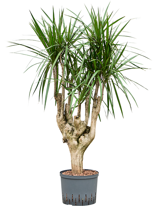 Planta naturala de interior Branched D40xH100cm Dracaena marginata P25/19cm in hidrogranule