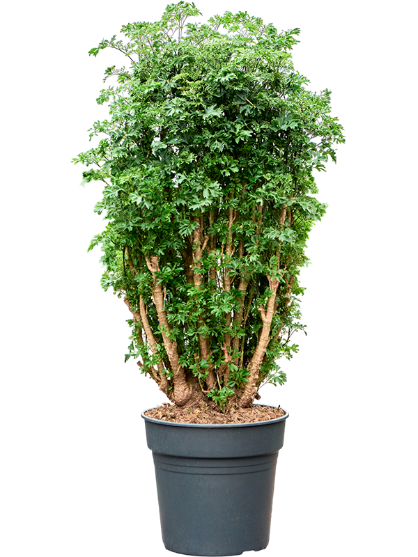 Planta naturala de interior Branched D40xH110cm Aralia (Polyscias) 'Roble' PS27/25cm in pamant