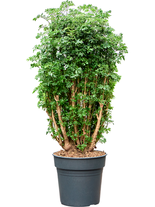 Planta naturala de interior Branched D40xH110cm Aralia (Polyscias) 'Roble' PS27/25cm in pamant