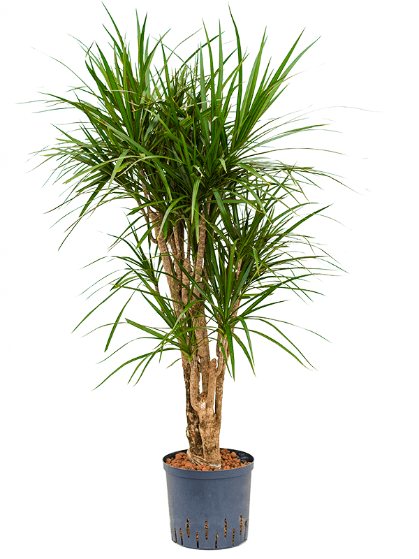 Planta naturala de interior Branched D40xH110cm Dracaena marginata P22/19cm in hidrogranule