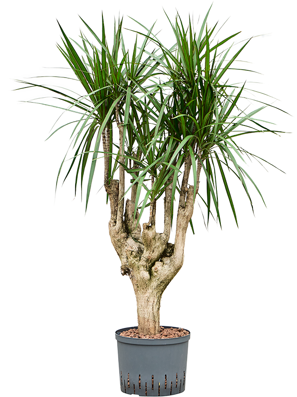 Planta naturala de interior Branched D40xH110cm Dracaena marginata P25/19cm in hidrogranule