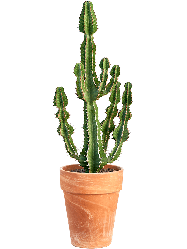Planta naturala de interior Branched D40xH110cm Euphorbia cooperi 'Blue' PS33/37cm in pamant