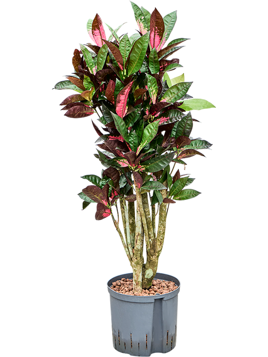 Planta naturala de interior Branched D40xH115cm Croton (Codiaeum) variegatum 'Mrs. Iceton' P22/19cm in hidrogranule