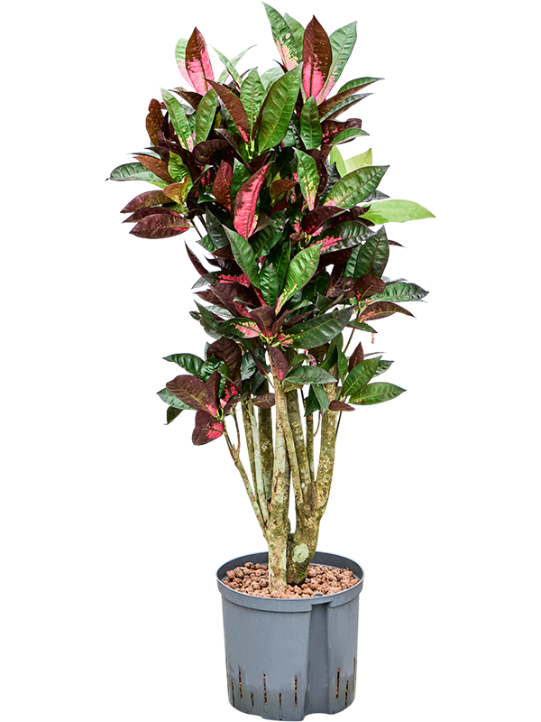 Planta naturala de interior Branched D40xH115cm Croton (Codiaeum) variegatum 'Mrs. Iceton' P22/19cm in hidrogranule