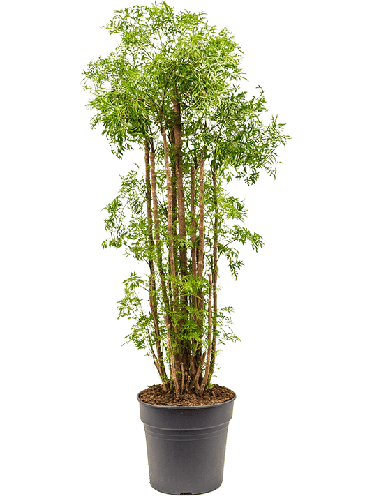 Planta naturala de interior Branched D40xH130cm Aralia (Polyscias) 'Ming' PS31/27cm in pamant