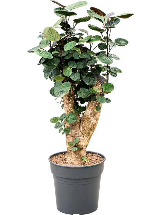 Planta naturala de interior Branched D40xH130cm Polyscias (Aralia) Fabian (120-140) PS27/25cm in pamant