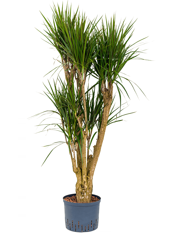 Planta naturala de interior Branched D40xH140cm Dracaena marginata P25/19cm in hidrogranule