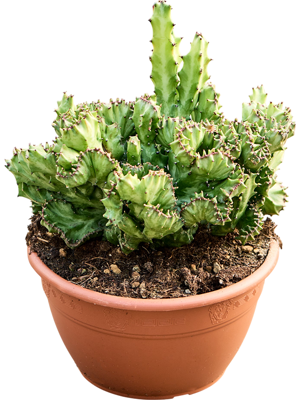 Planta naturala de interior Branched D40xH40cm Euphorbia lactea 'Cristata' PS20/17cm in pamant