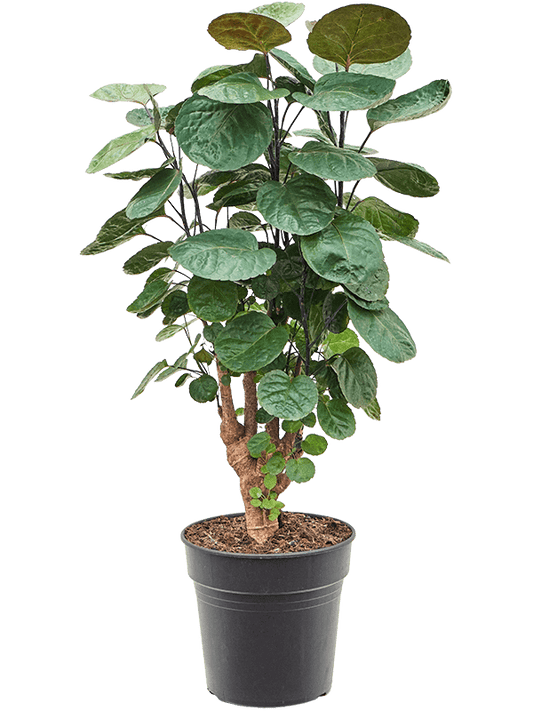 Planta naturala de interior Branched D40xH80cm Aralia (Polyscias) 'Fabian' PS21/20cm in pamant