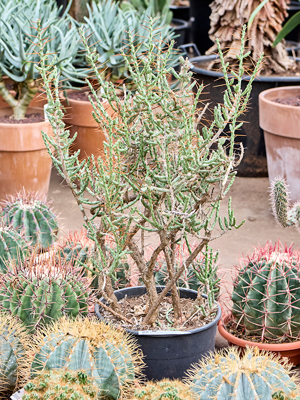 Planta naturala de interior Branched D40xH80cm Cylindropuntia leptocaulis PS30/26cm in pamant