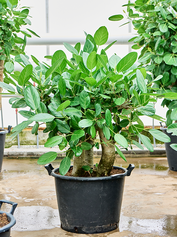 Planta naturala de interior Branched D40xH80cm Ficus benghalensis PS50/34cm in pamant