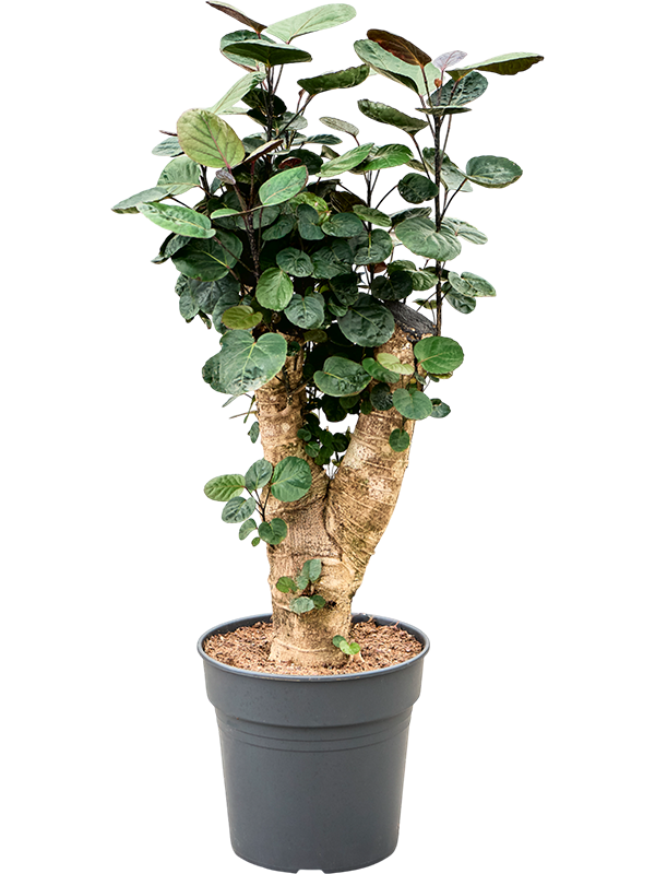Planta naturala de interior Branched D40xH80cm Polyscias (Aralia) Fabian PS27/25cm in pamant