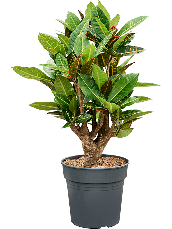 Planta naturala de interior Branched D40xH85cm Croton (Codiaeum) variegatum 'Petra' PS24/23cm in pamant